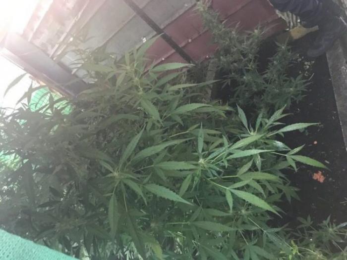     12 pieds de cannabis découverts dans une habitation à Sainte-Luce

