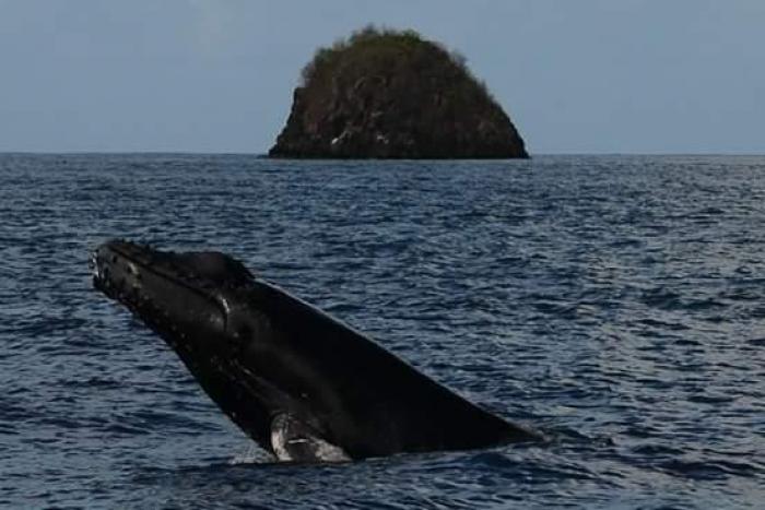 baleine à bosse 2015 prêcheur la perle