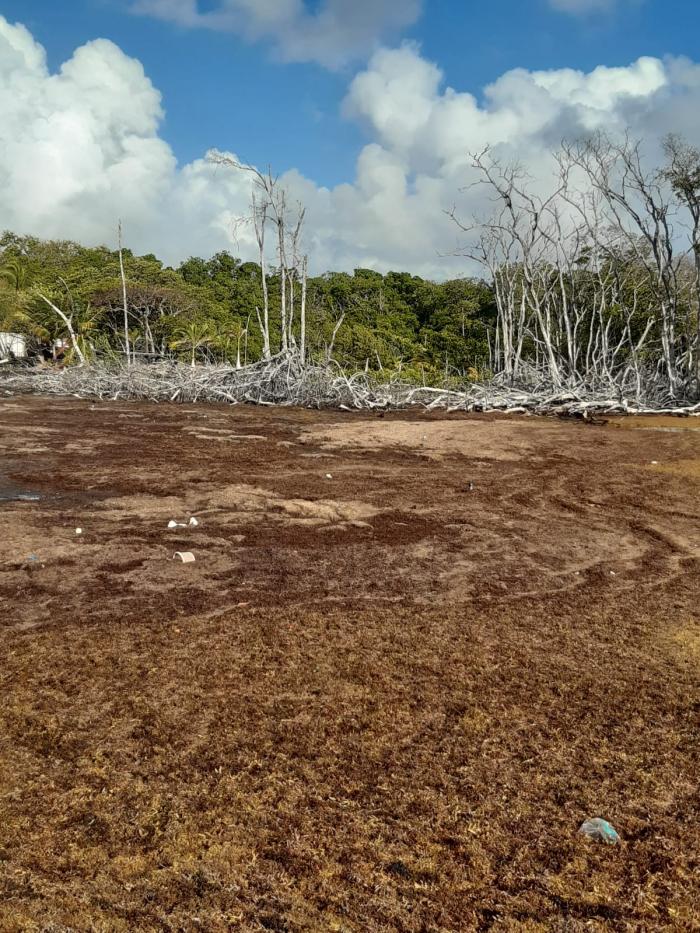 L'effet des sargasses sur la mangrove