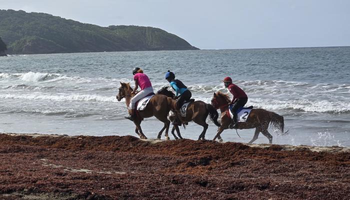 Course de chevaux à Sainte-Marie