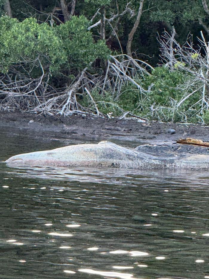 baleine à bosse