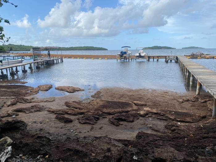 sargasses frégate martinique mai 2025