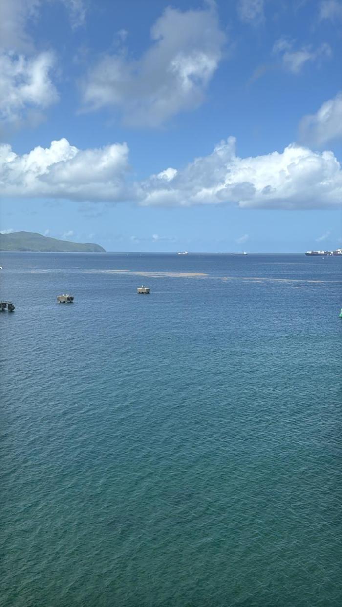 sargasses fort-de-France