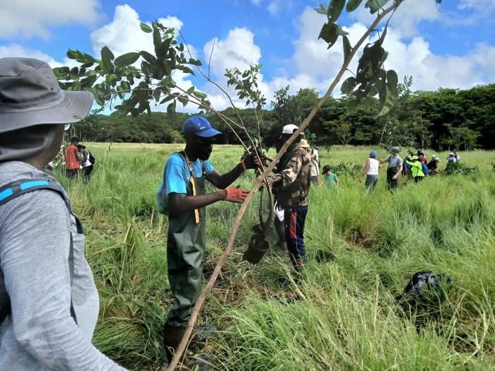 forêt marécageuse de Golconde 1