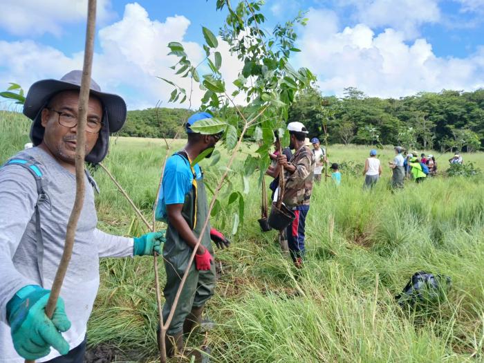 forêt marécageuse de Golconde 