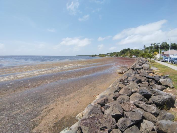 Front de mer sargasses 2025 