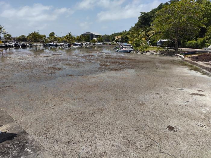 Sargasses à Petit-Bourg 2 2025