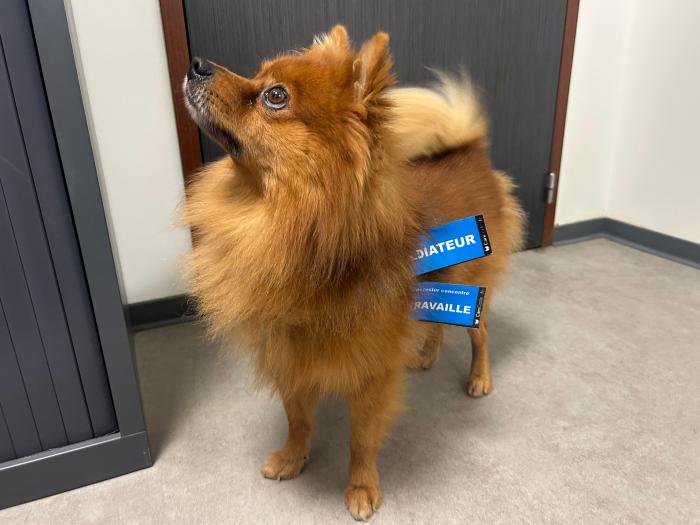 Oscar Chien de médiation