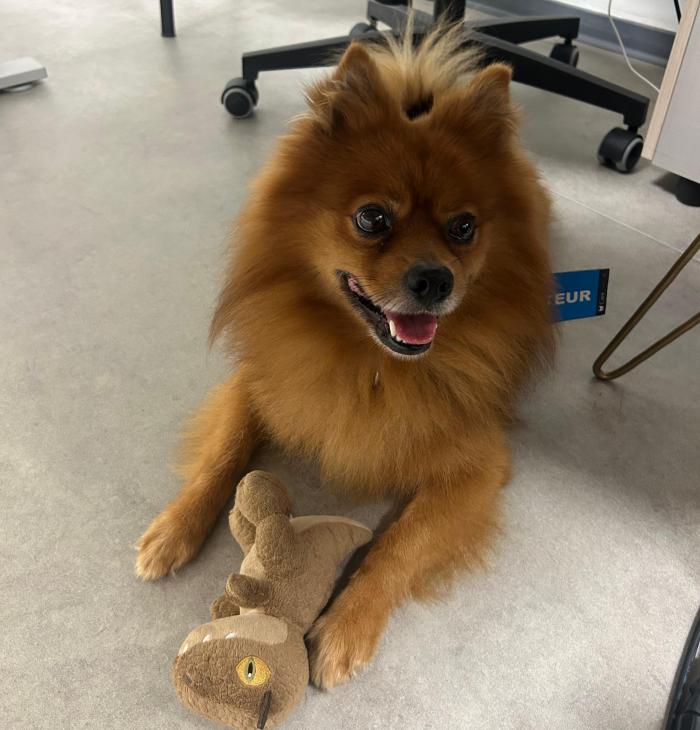 Oscar Chien de médiation