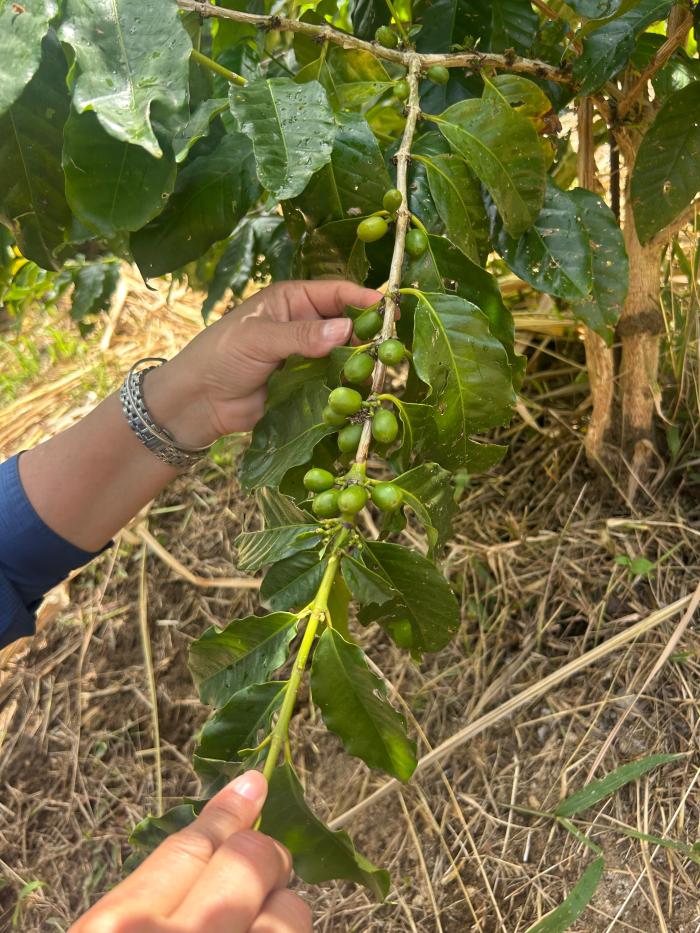 Caféière Saint-Pierre