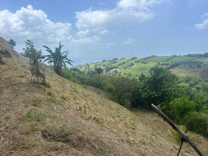 Caféière Saint-Pierre