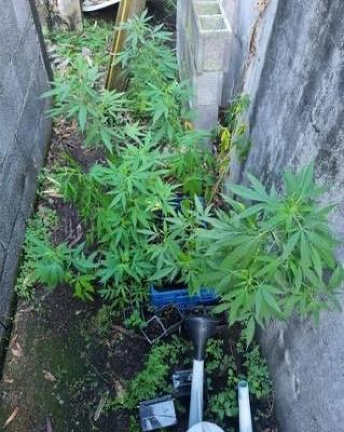 saisie plants cannabis SF.