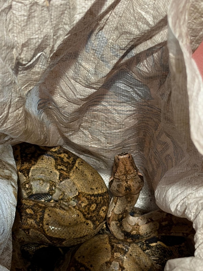 Serpent saisi à FDF