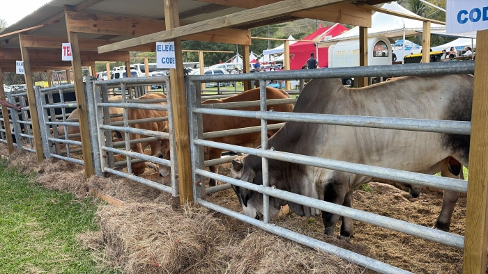 Foire agricole de Rivière-Pilote