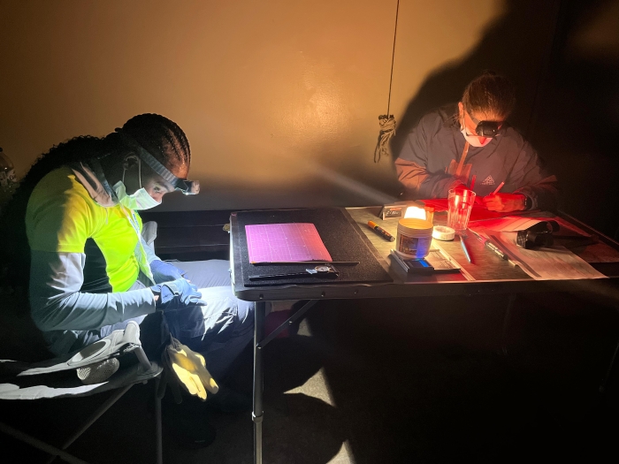 Chauves-souris formation