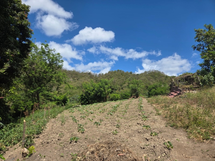 Sécheresse agriculture au Prêcheur