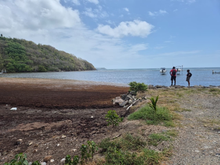 sargasses le robert pointe savane
