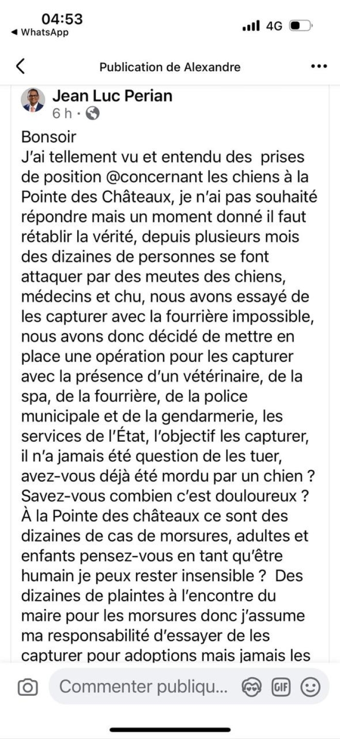 opération chiens errants