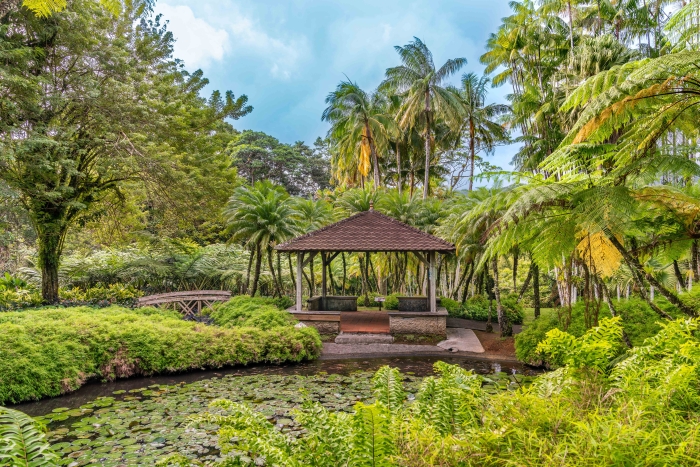 jardin-balata-carbet-marre-karpe-koi