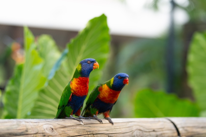 jardin-valombreuse-oiseaux-loriquets