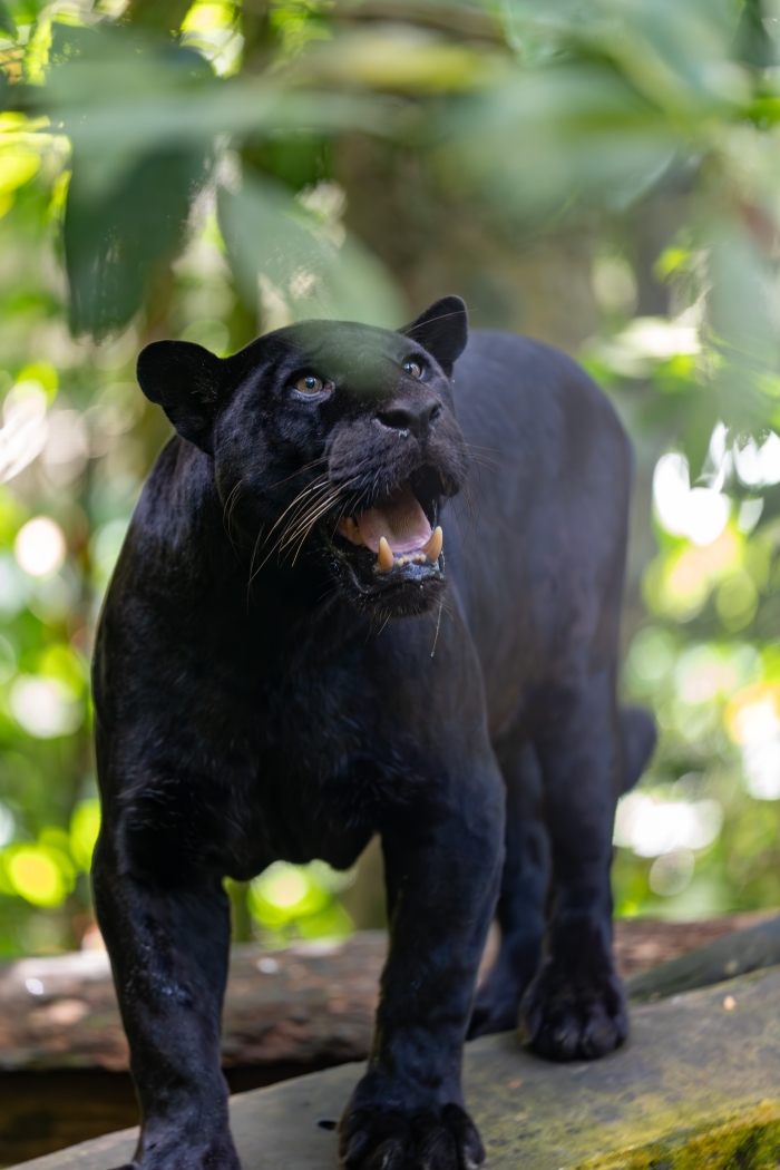 zoo-guadeloupe-jaguar-timal