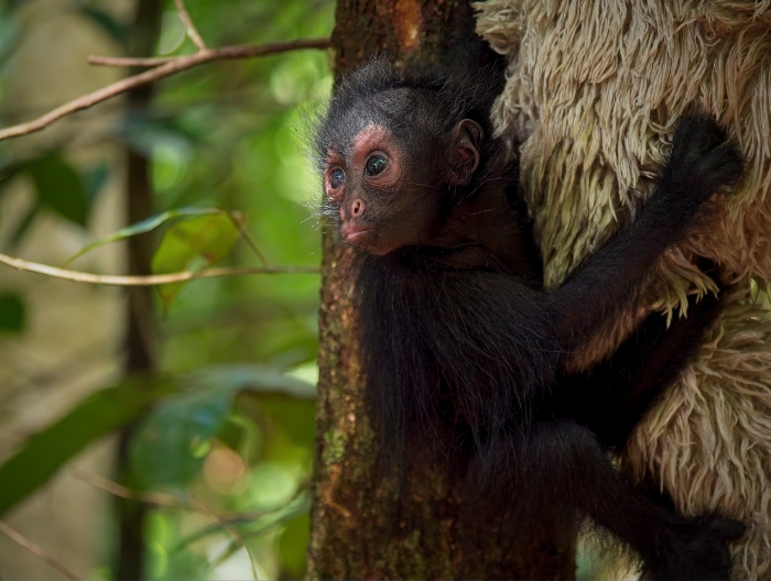 zoo-guadeloupe-malya-bebe-ateles