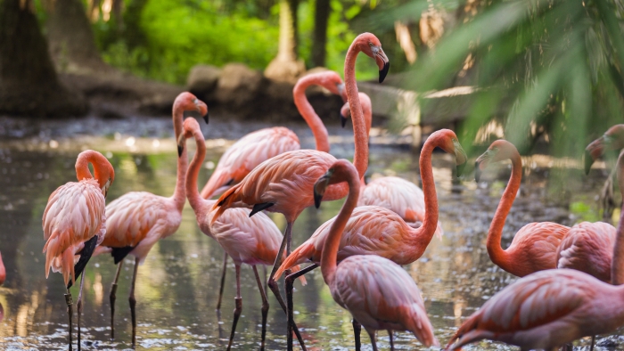 zoo-martinique-flamants