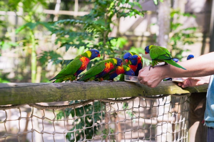 zoo-martinique-oiseaux-loriquet