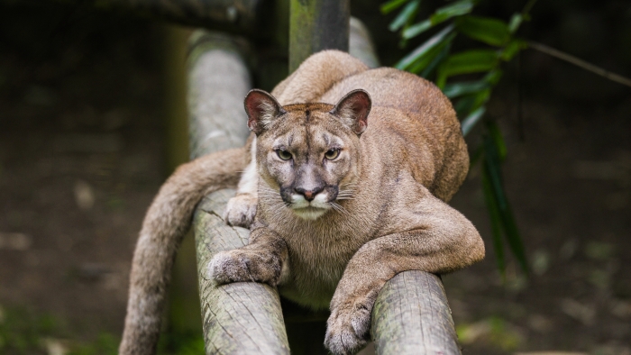 zoo-martinique-puma