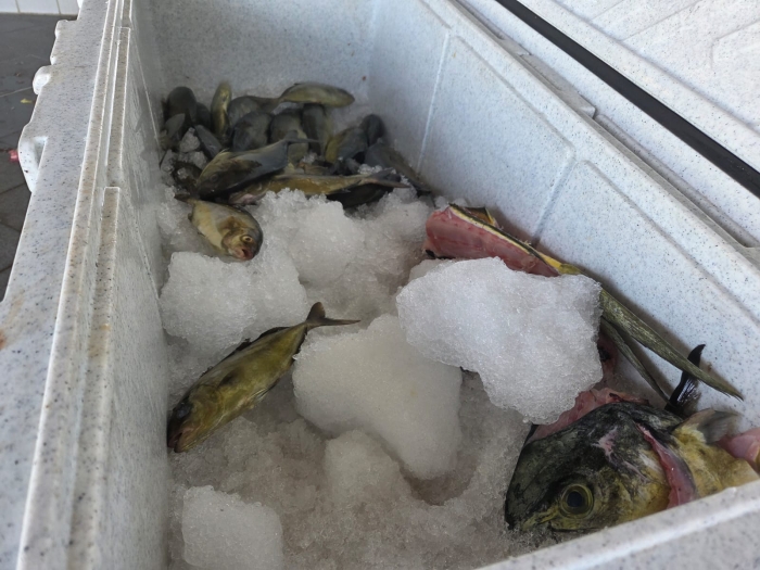 Poissons pêche