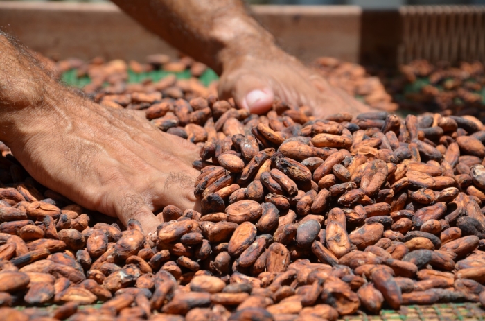 maison du cacao