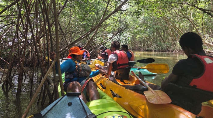 Guide mangrove genipa