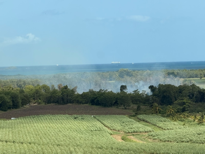 mangrove incendie génipa