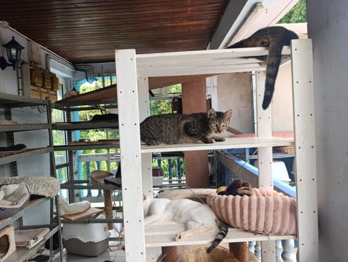 refuge de chats