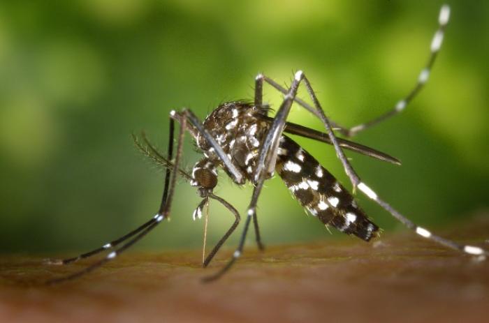     45 cas concernant la dengue et 48 cas cliniquement évocateurs de chikungunya en Guadeloupe

