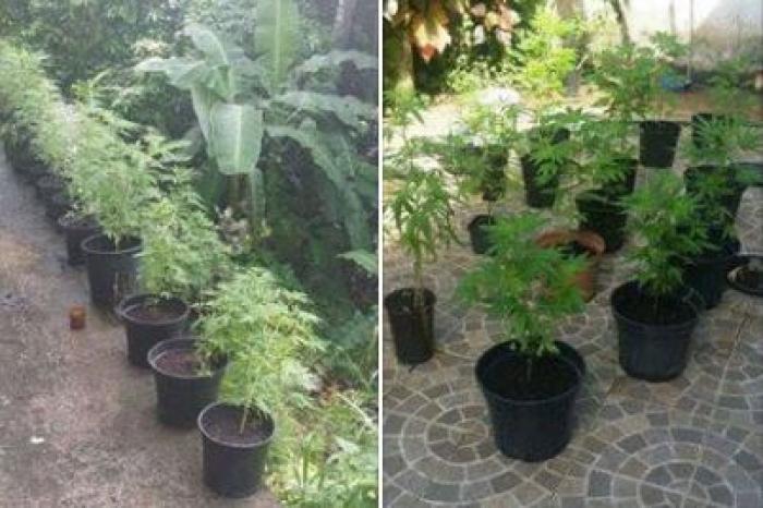     49 plants de cannabis découverts dans une maison au Vauclin

