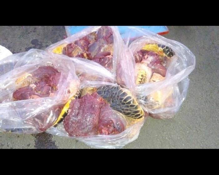     75 kilos de chair de tortue et 30 kilos d'oursin saisis sur une yole

