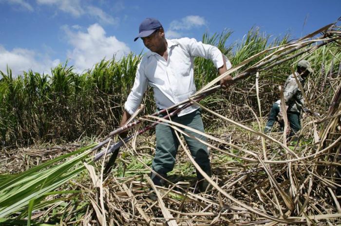     Caraïbes : Cuba importe du sucre français pour éviter la pénurie

