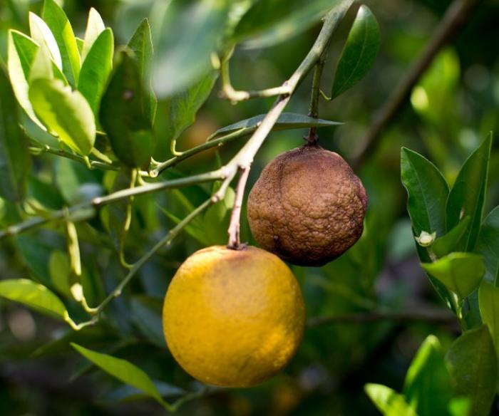     Citrus greening : une aide financière pour les producteurs d'agrumes

