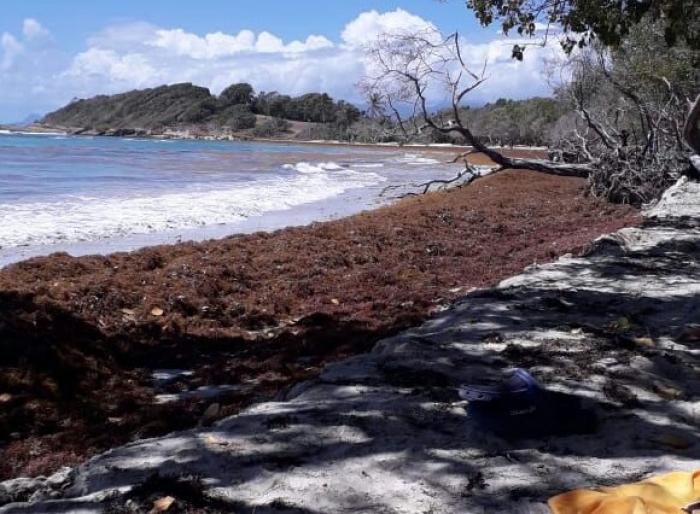     De nombreux bancs de sargasses envahissent les côtes guadeloupéennes 

