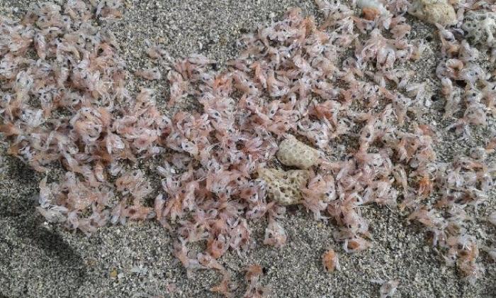     Des milliers de crustacés échoués à Fort-de-France

