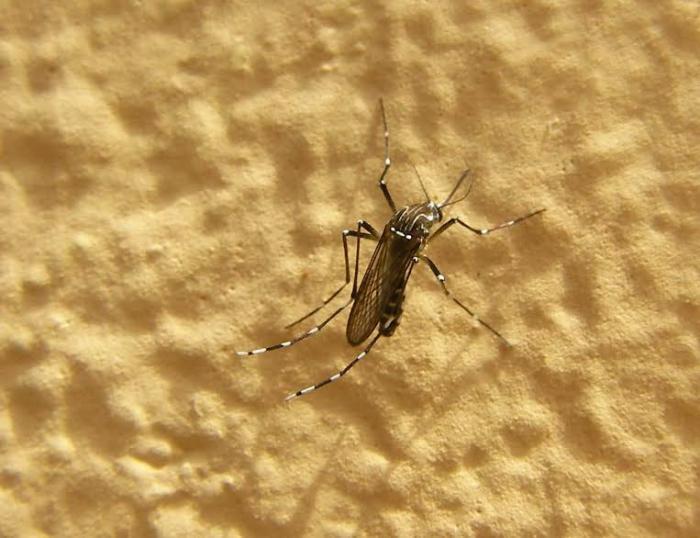     Des moustiques transgéniques introduits sur l'île de Saba

