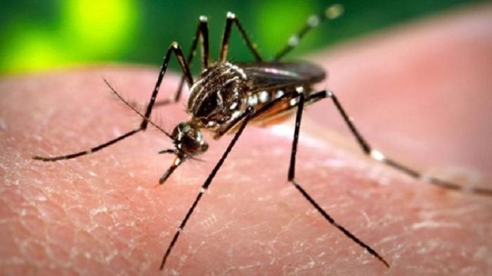     Deux cas de Zika confirmés par l'ARS

