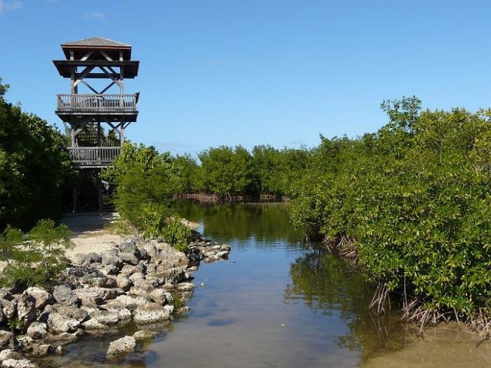     Disparitions en série dans la mangrove de Port-Louis 

