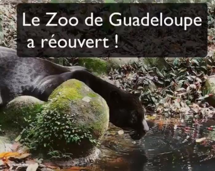     Découvrez comment le zoo de Guadeloupe a annoncé sa réouverture

