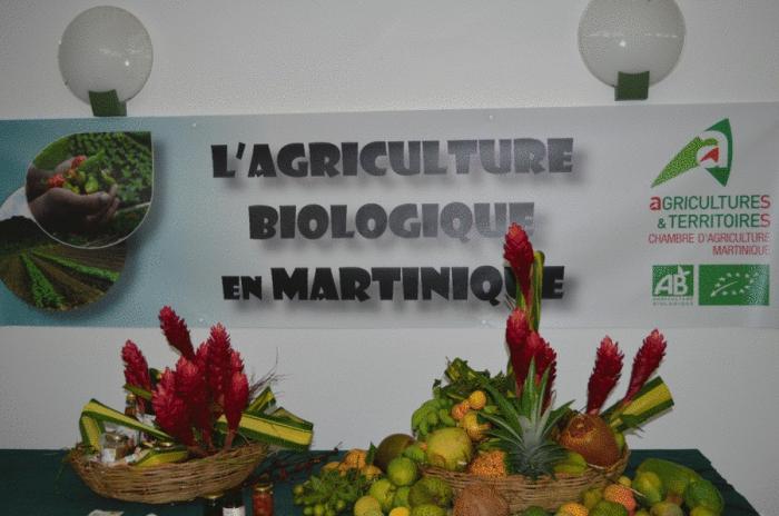     Développement d'une agriculture bio en Martinique

