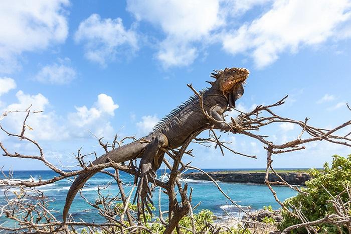     L'iguane des petites Antilles en danger

