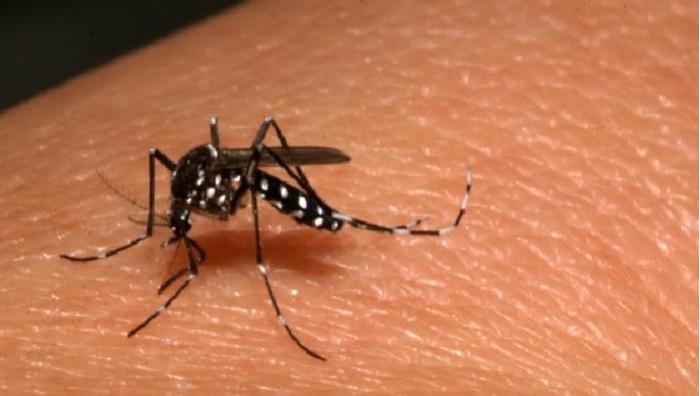     L'épidémie de chikungunya est terminée en Martinique ! 

