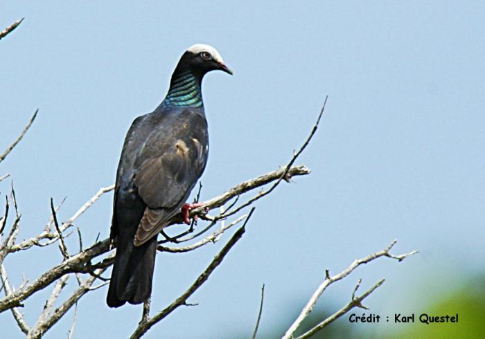     La chasse au pigeon à couronne blanche interdite en Guadeloupe 

