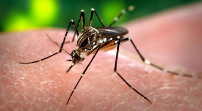     La dengue continue de se propager aux Antilles

